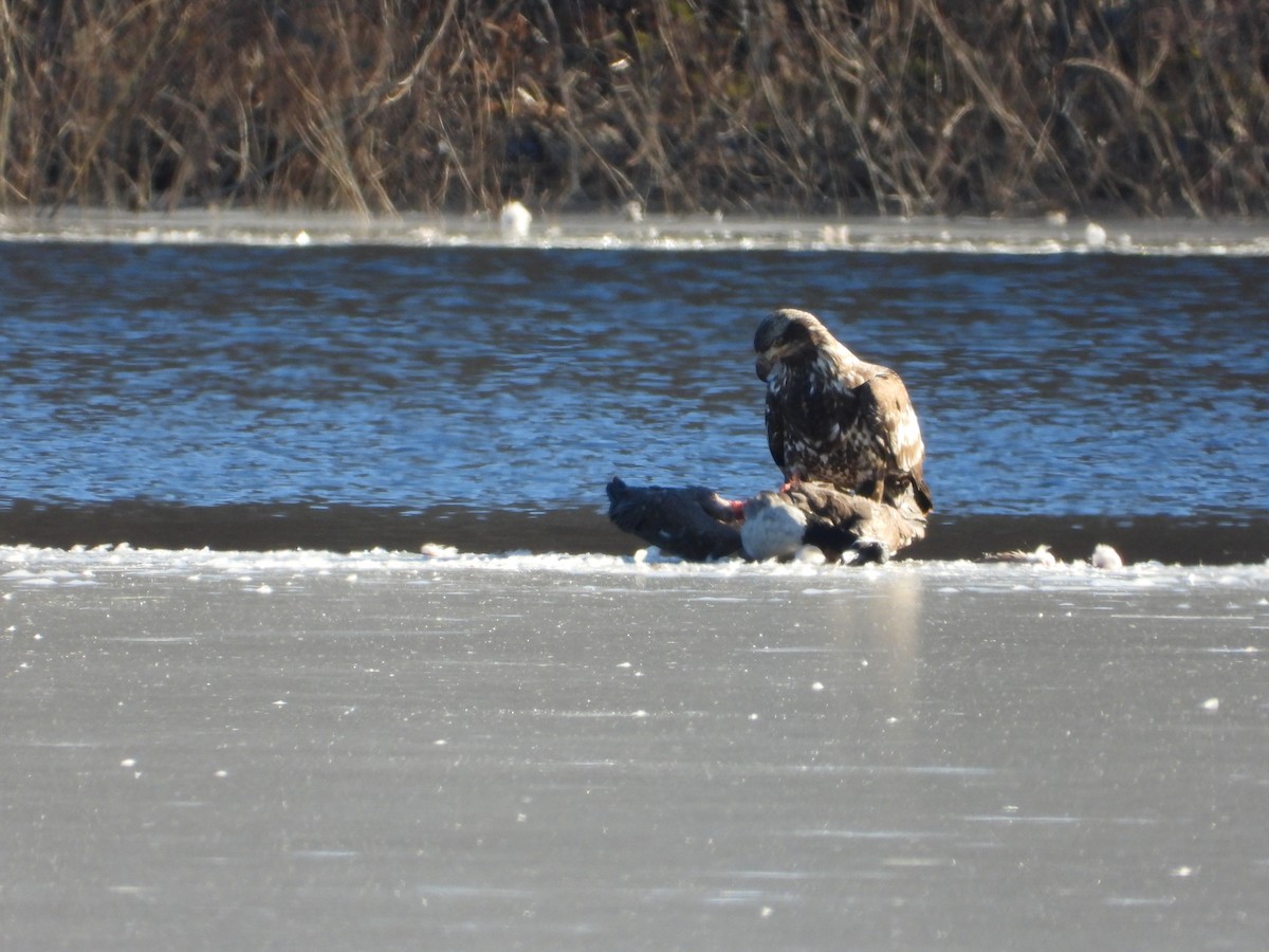 Bald Eagle - Jeff Fengler