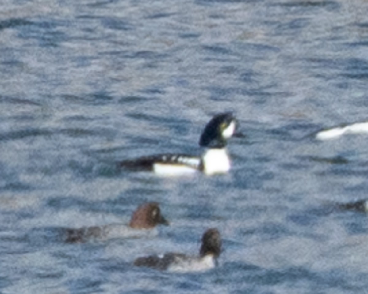 Barrow's Goldeneye - ML614354104