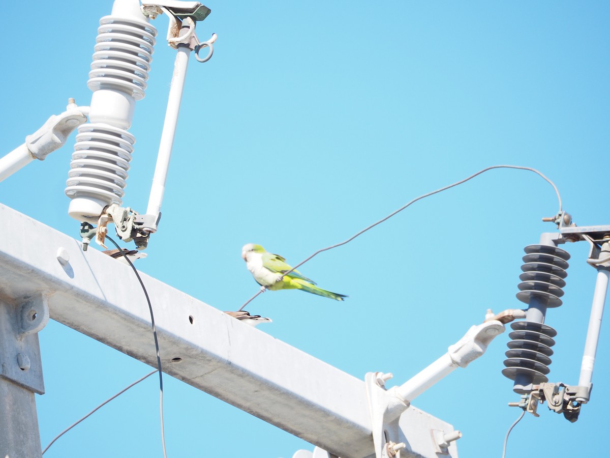 Monk Parakeet - ML614354142