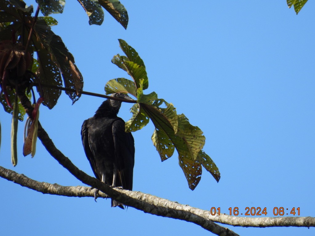 Black Vulture - ML614354165
