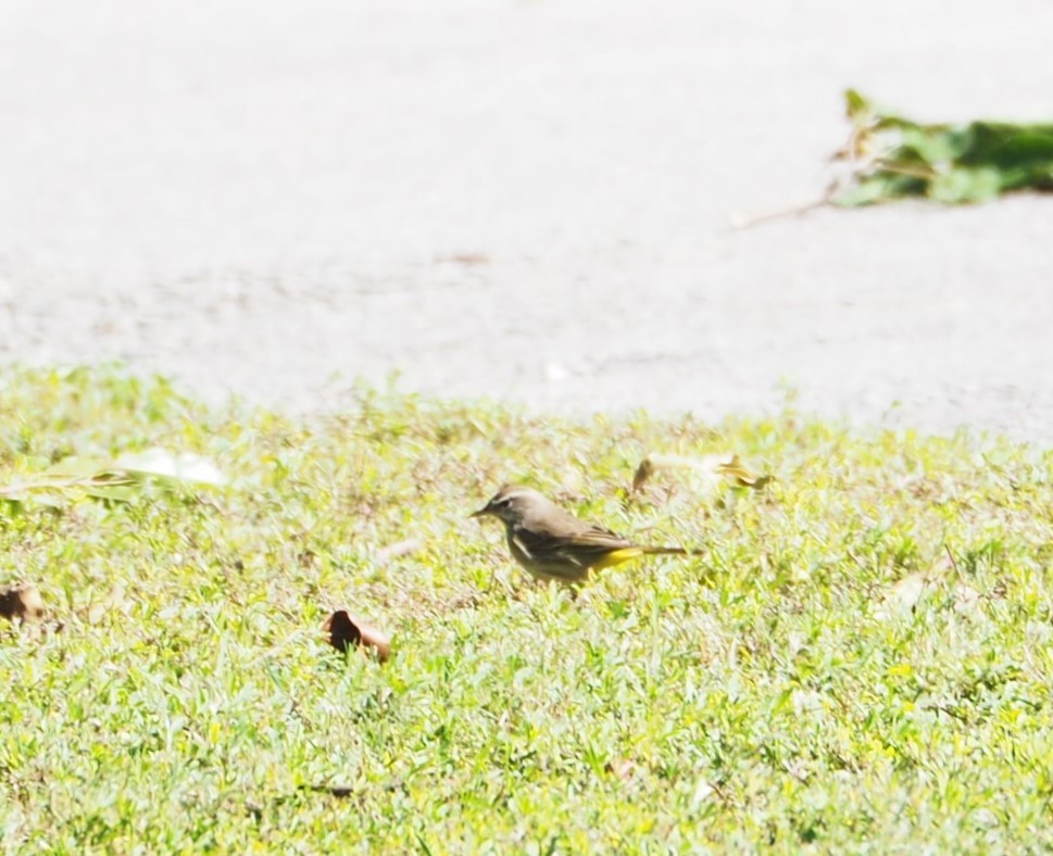 Palm Warbler (Western) - ML614354188