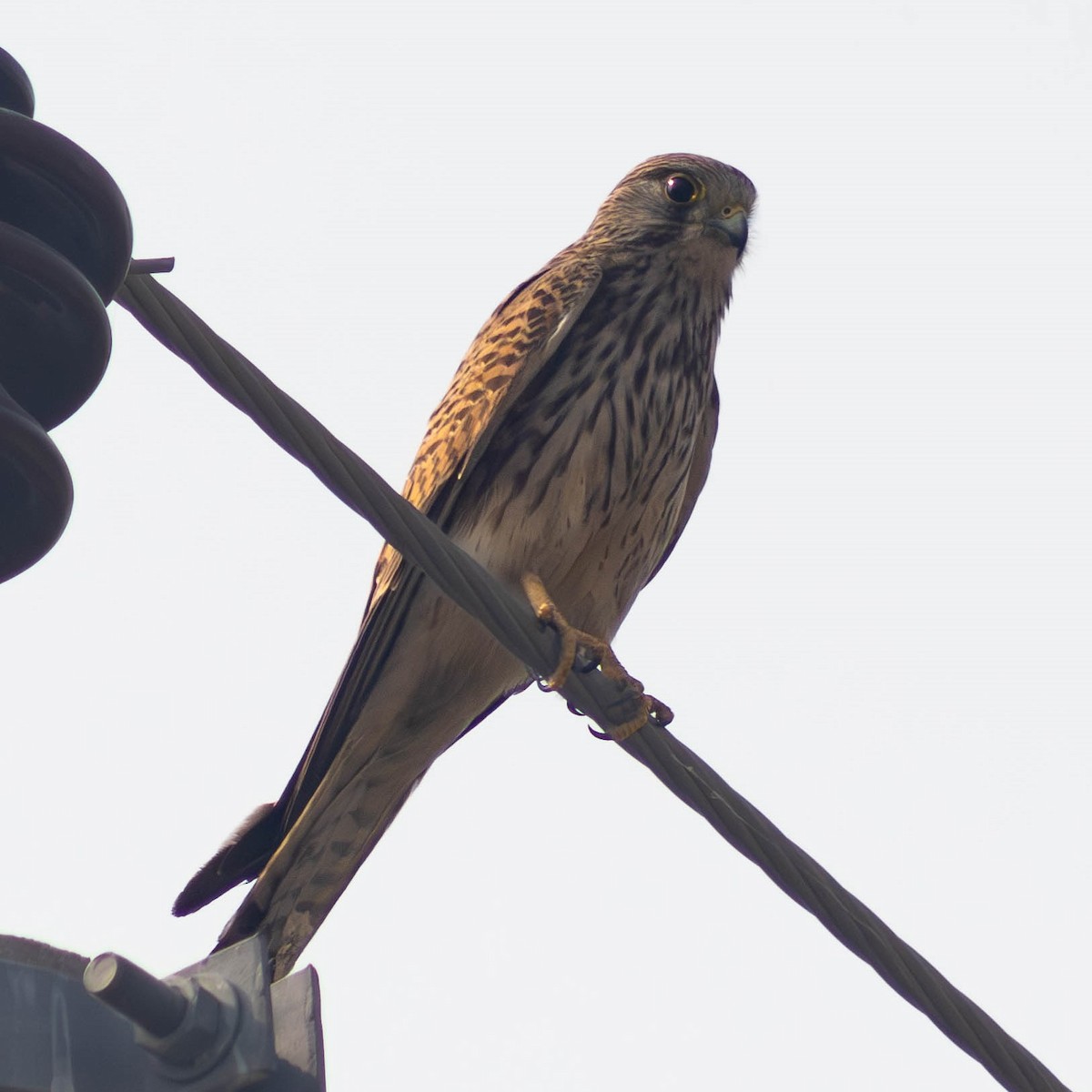 Eurasian Kestrel - ML614354341