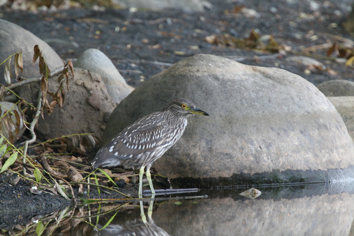 Black-crowned Night Heron - ML614354343