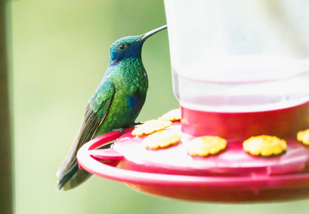 Colibrí Rutilante - ML614354354