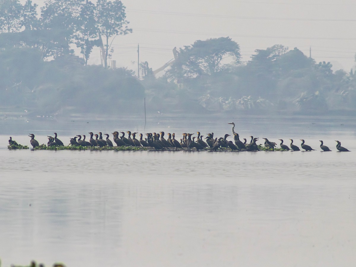 Great Cormorant - ML614354355