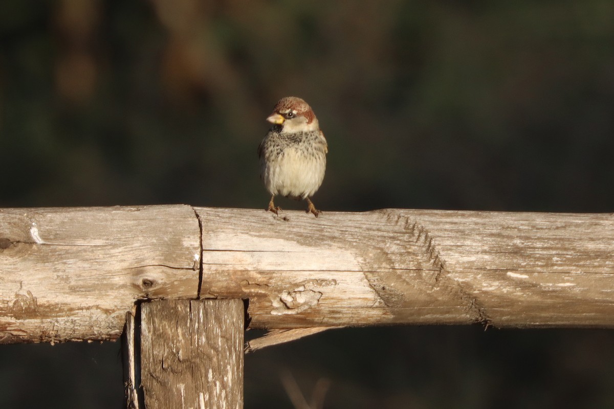 Moineau espagnol - ML614354363