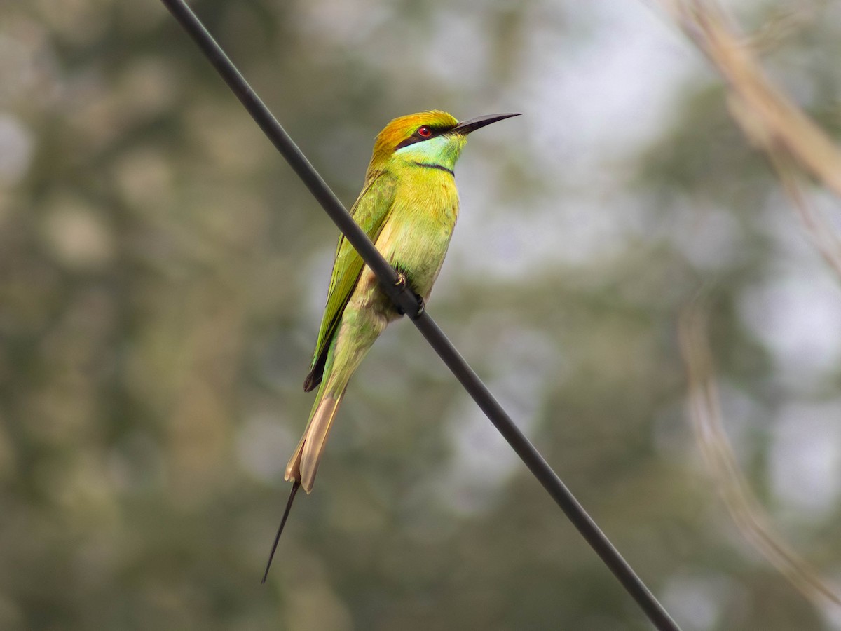 Asian Green Bee-eater - ML614354368
