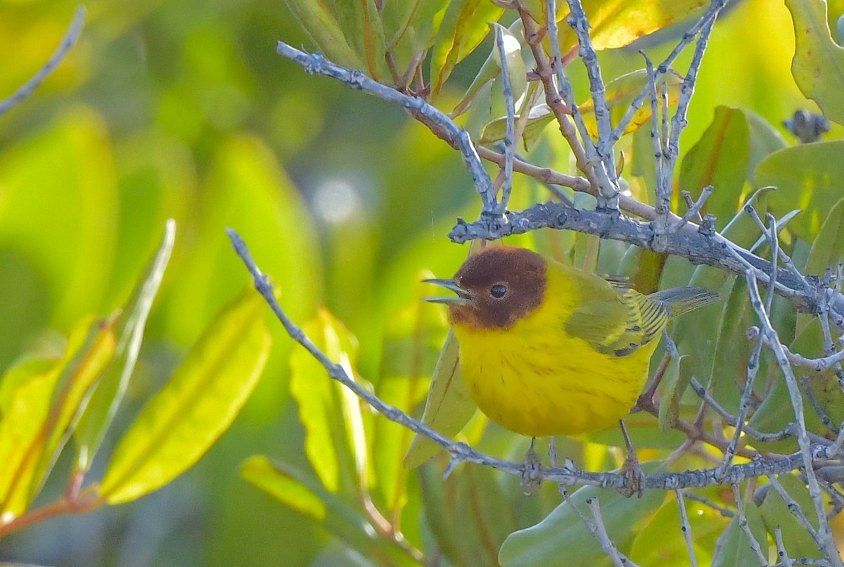 gulparula (erithachorides gr.) (mangroveparula) - ML614354369