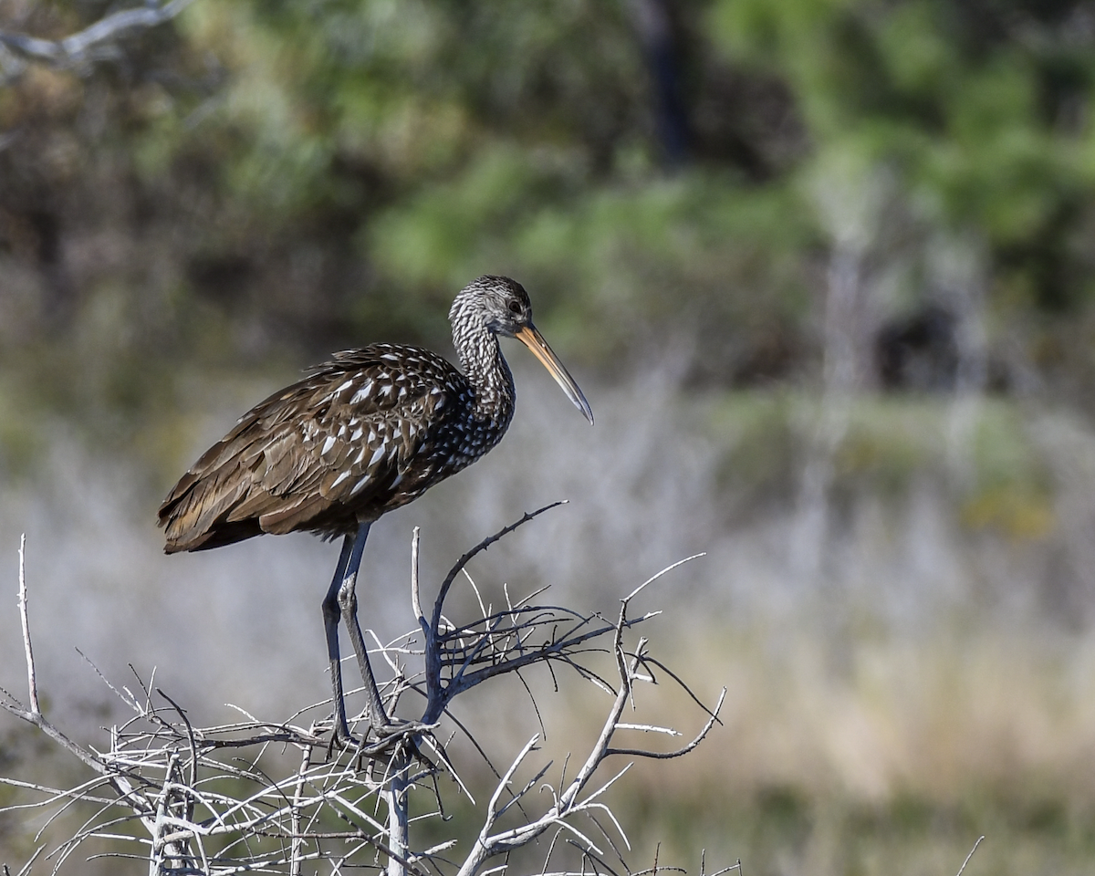 Limpkin - ML614354370