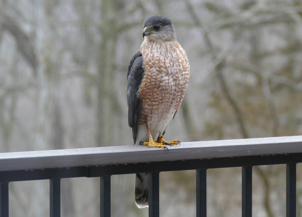 Cooper's Hawk - ML614354371