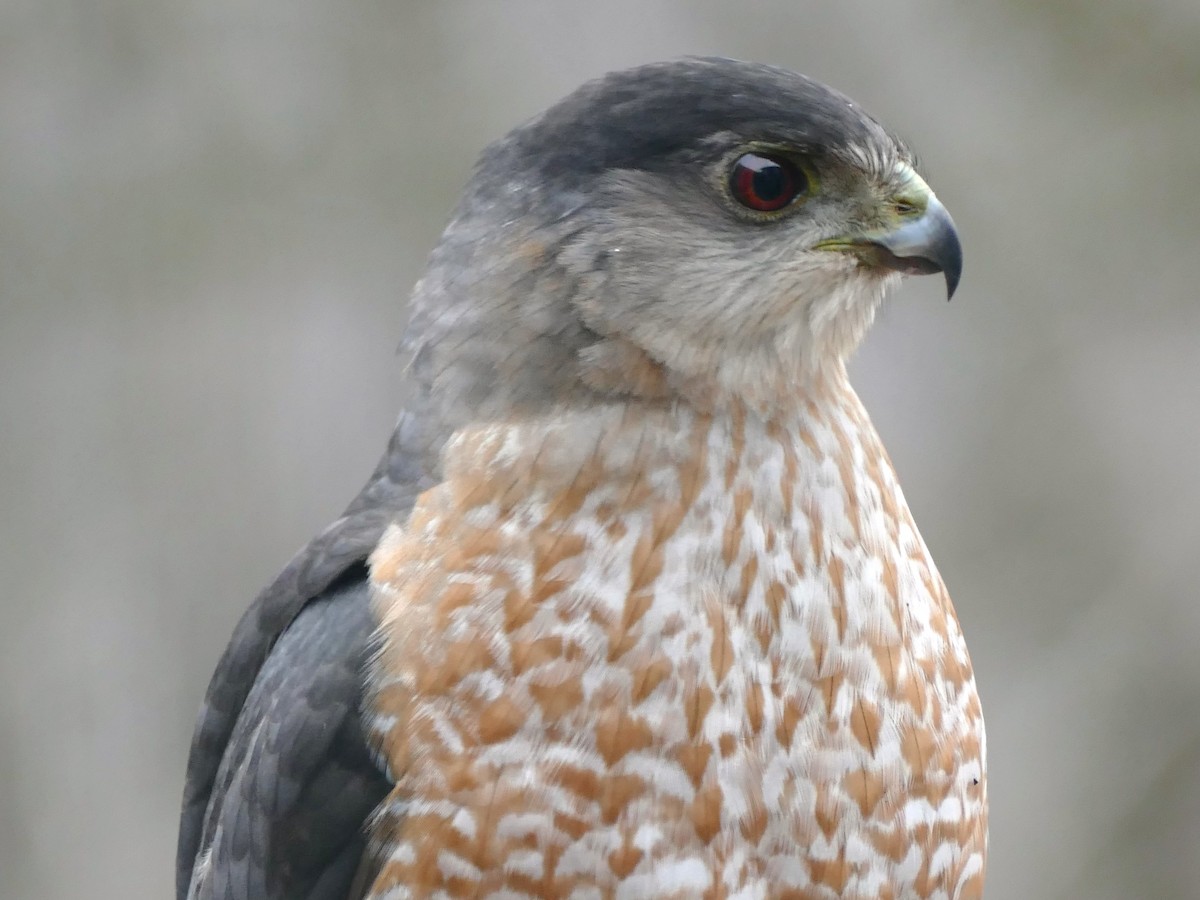 Cooper's Hawk - ML614354373