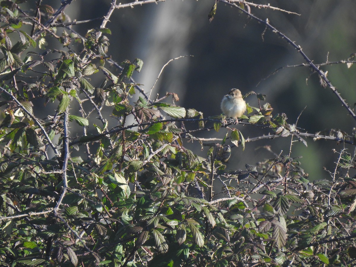 Zitting Cisticola - João Tiago Ribeiro