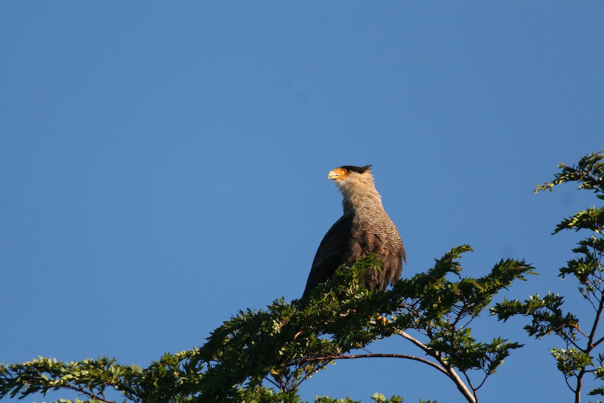 Crested Caracara (Southern) - ML614354436
