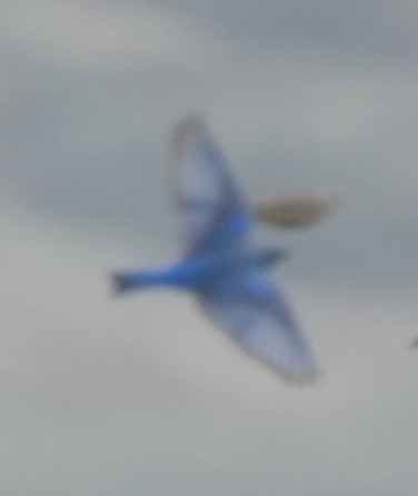 Mountain Bluebird - John Fields