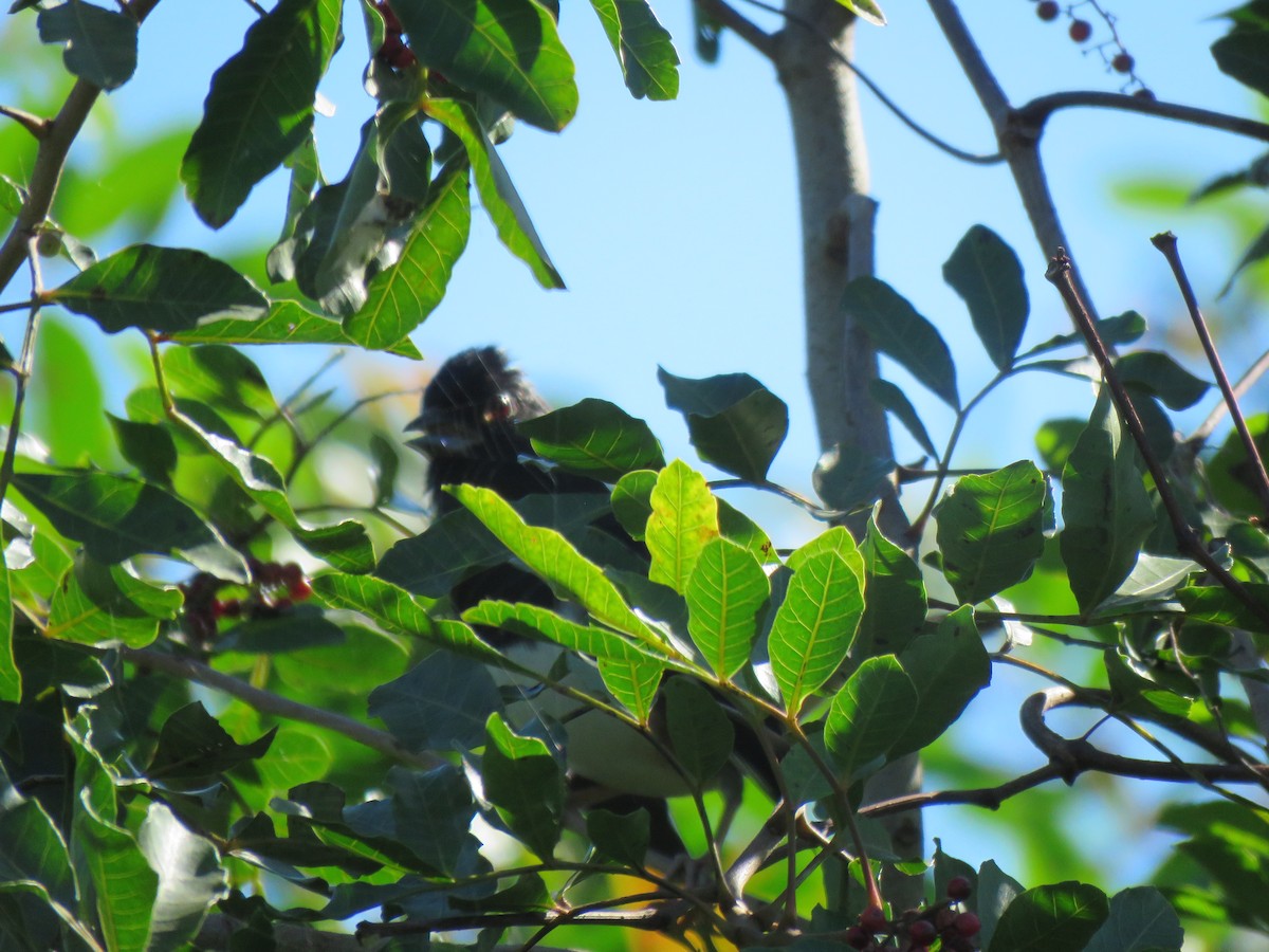 Eastern Towhee (Red-eyed) - ML614354463