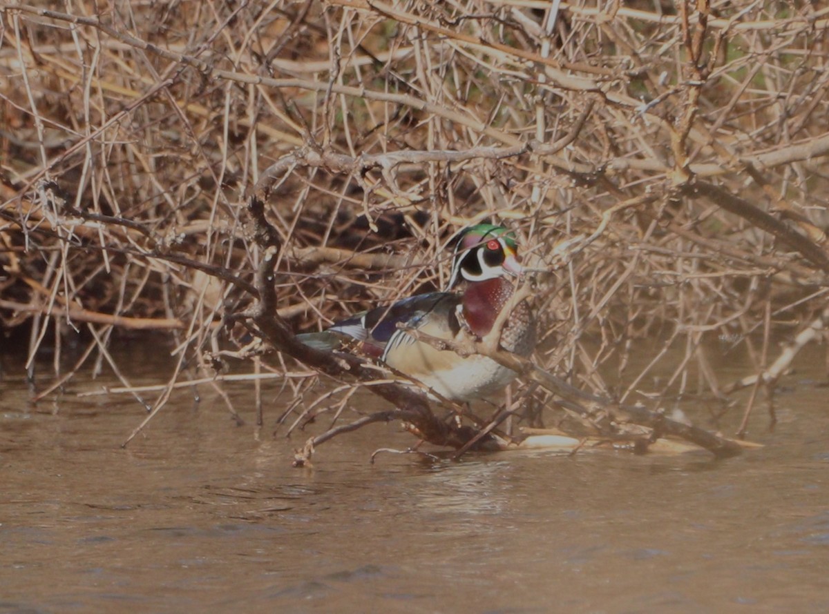 Wood Duck - MA 2