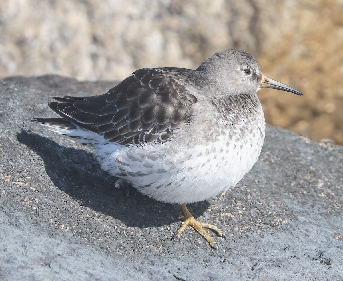 shorebird sp. - ML614354492