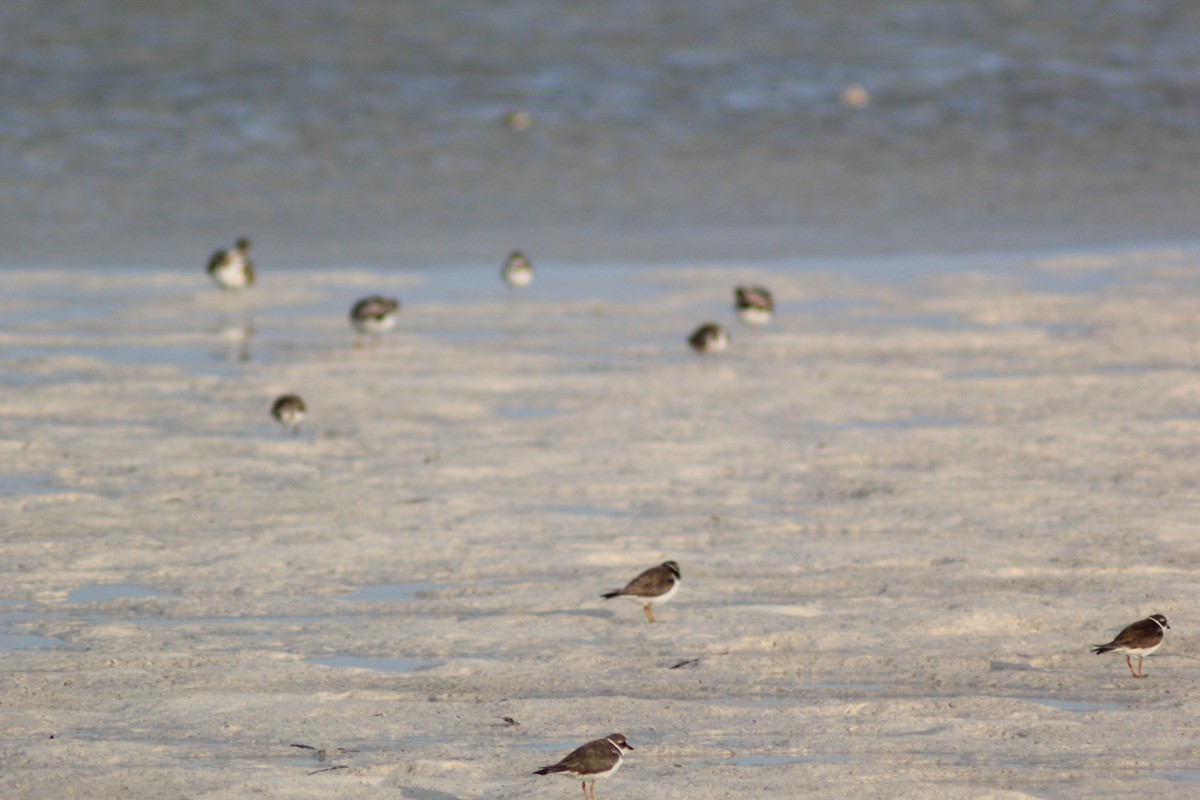 Semipalmated Plover - ML614354508