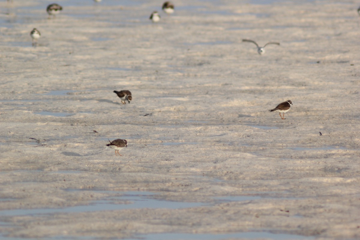 Semipalmated Plover - ML614354512