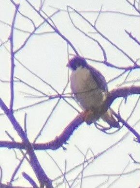 Peregrine Falcon - ML614354541