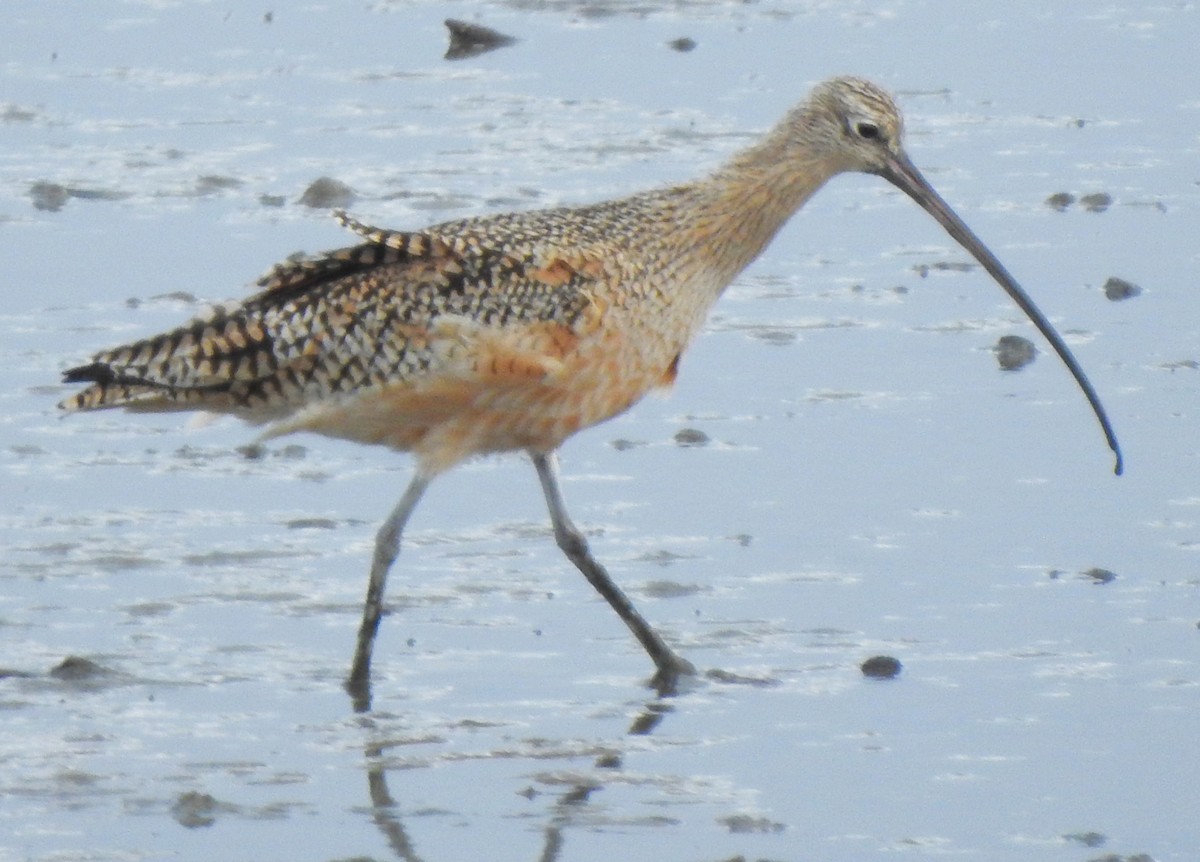 Long-billed Curlew - ML614354619
