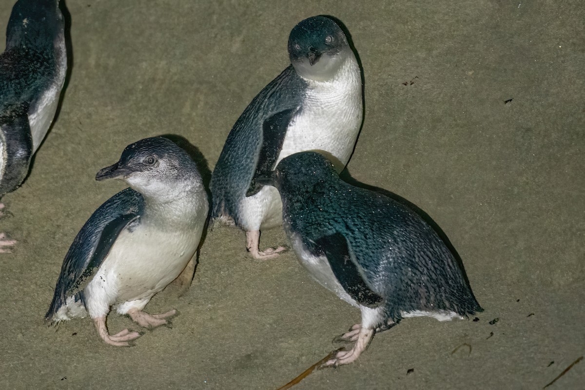 Малый пингвин - ML614354638