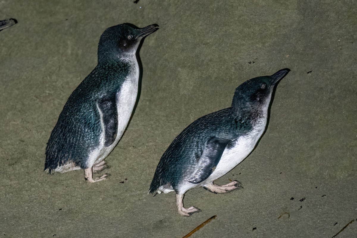 Малый пингвин - ML614354641