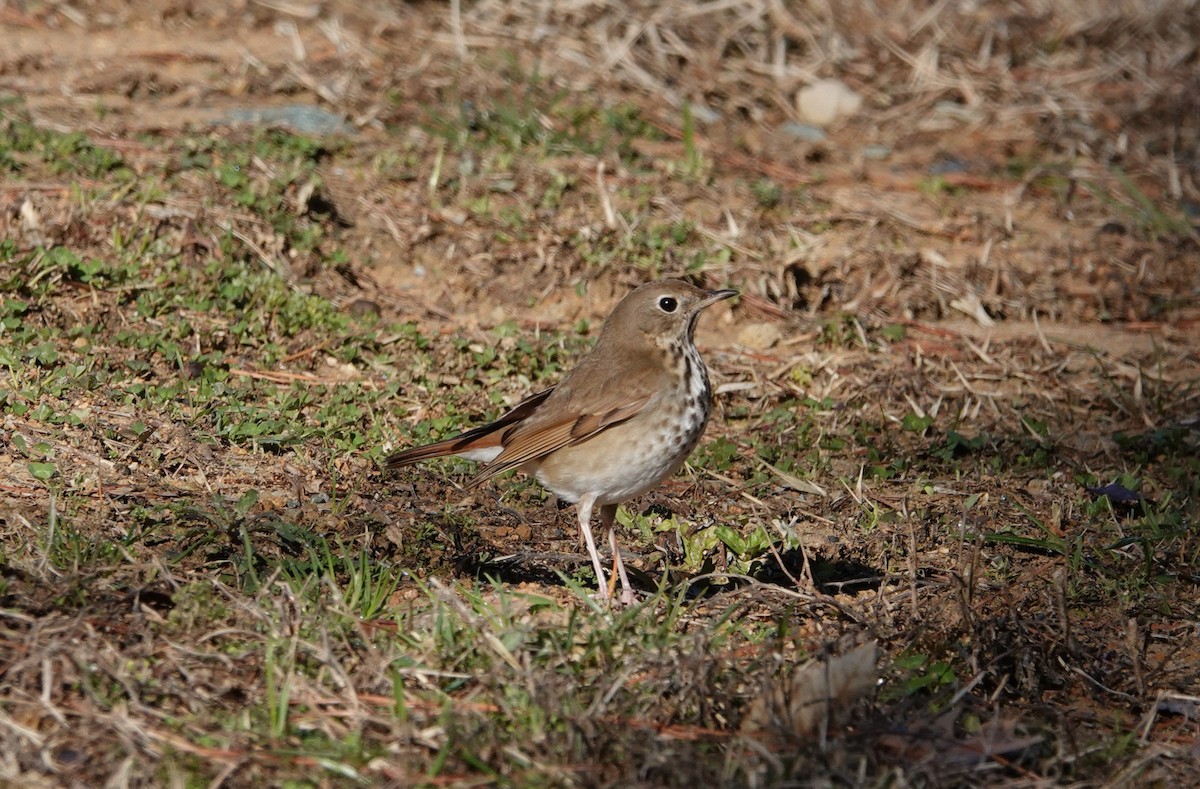 Hermit Thrush - ML614354701