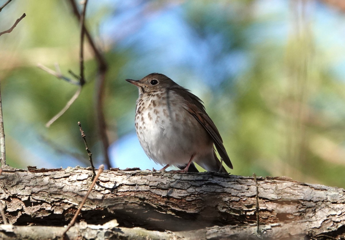 Hermit Thrush - ML614354704