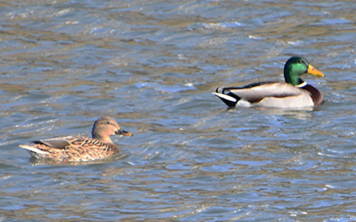 Canard colvert - ML614354724