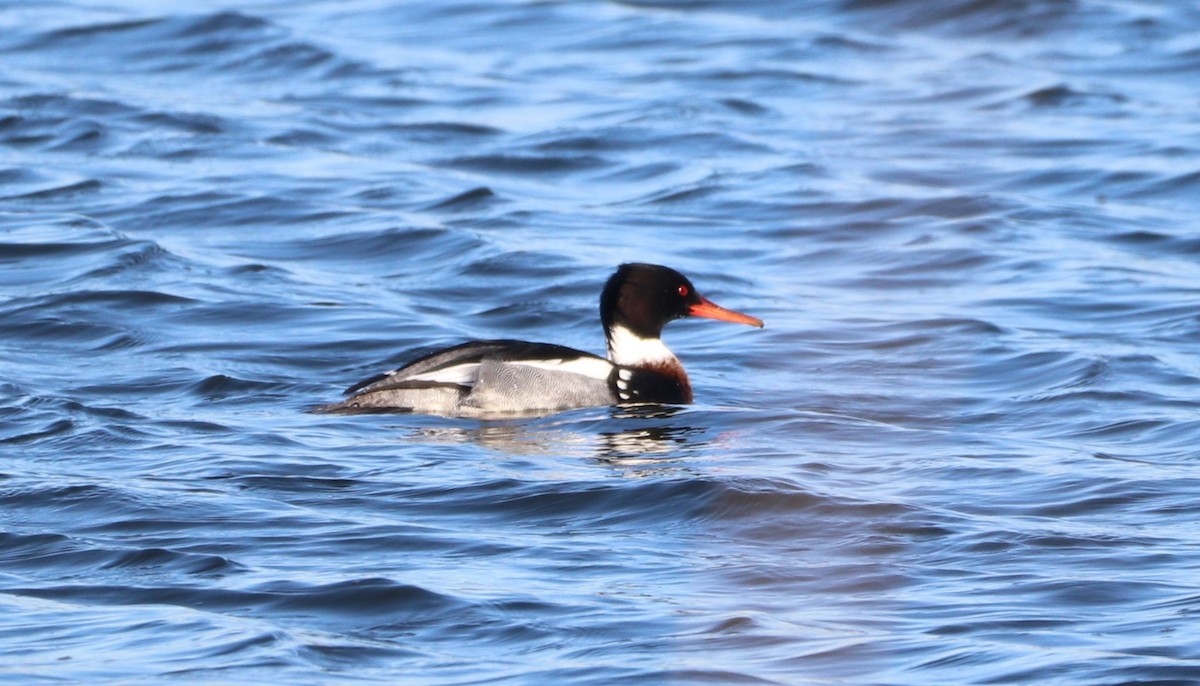 Red-breasted Merganser - ML614354729