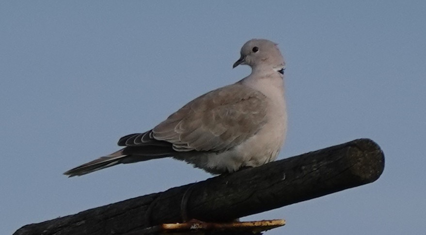 Eurasian Collared-Dove - ML614354732