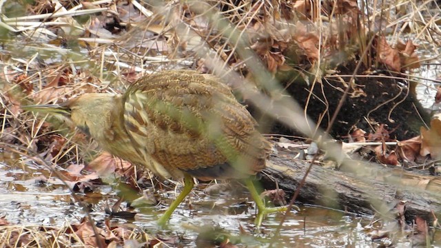 アメリカサンカノゴイ - ML614354786