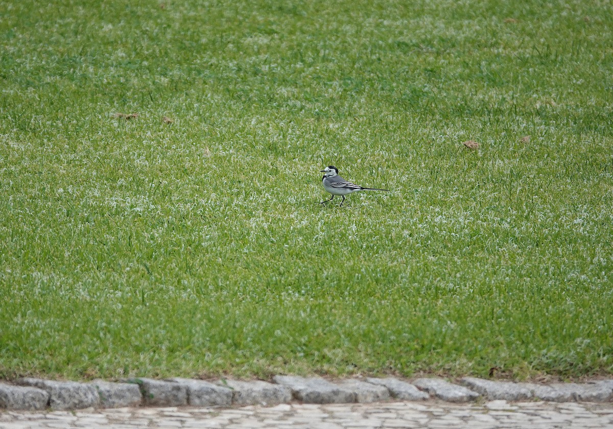 White Wagtail - ML614354803