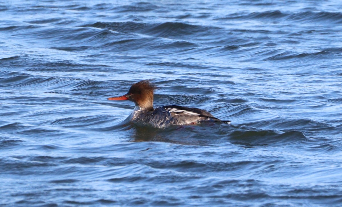 Red-breasted Merganser - ML614354928