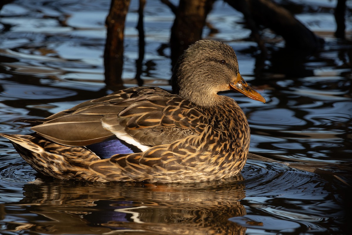 Mallard - ML614355099