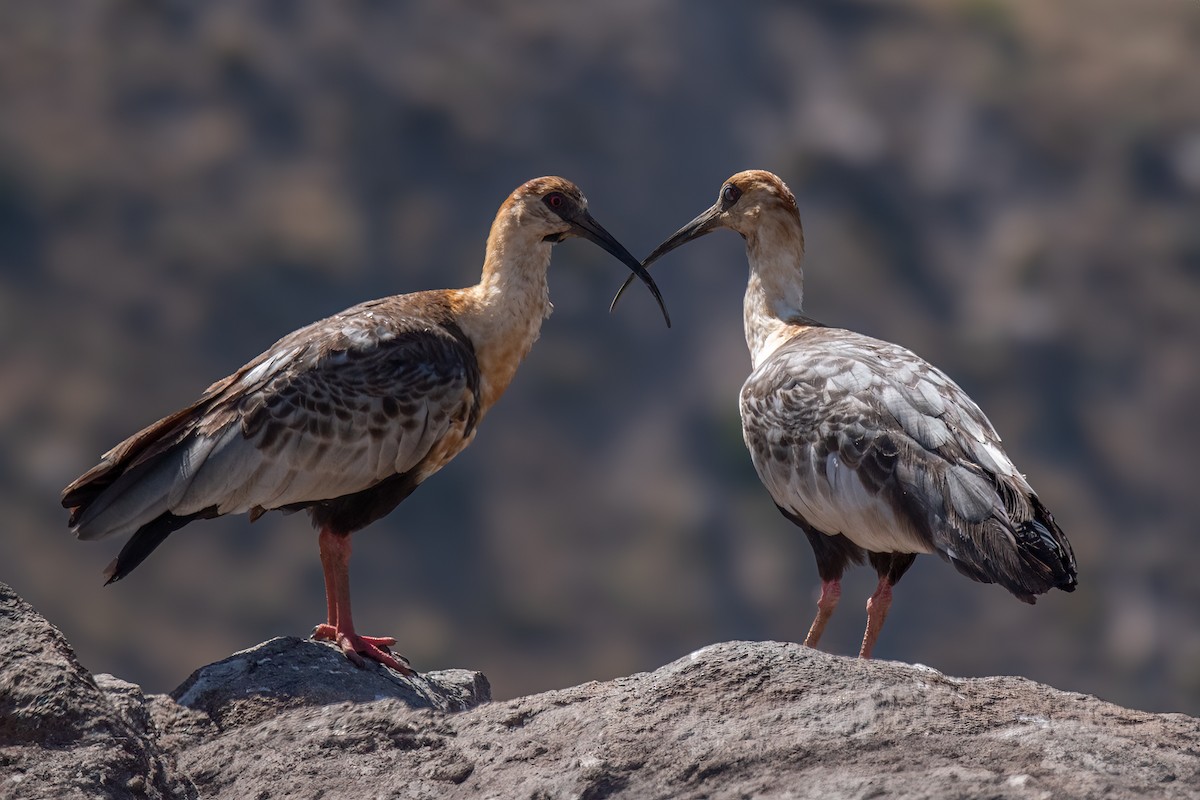 ibis laločnatý - ML614355126