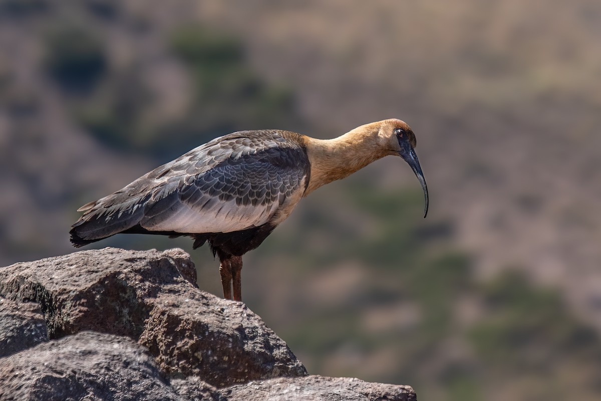 ibis laločnatý - ML614355127