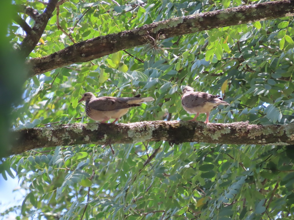 Eared Dove - ML614355142