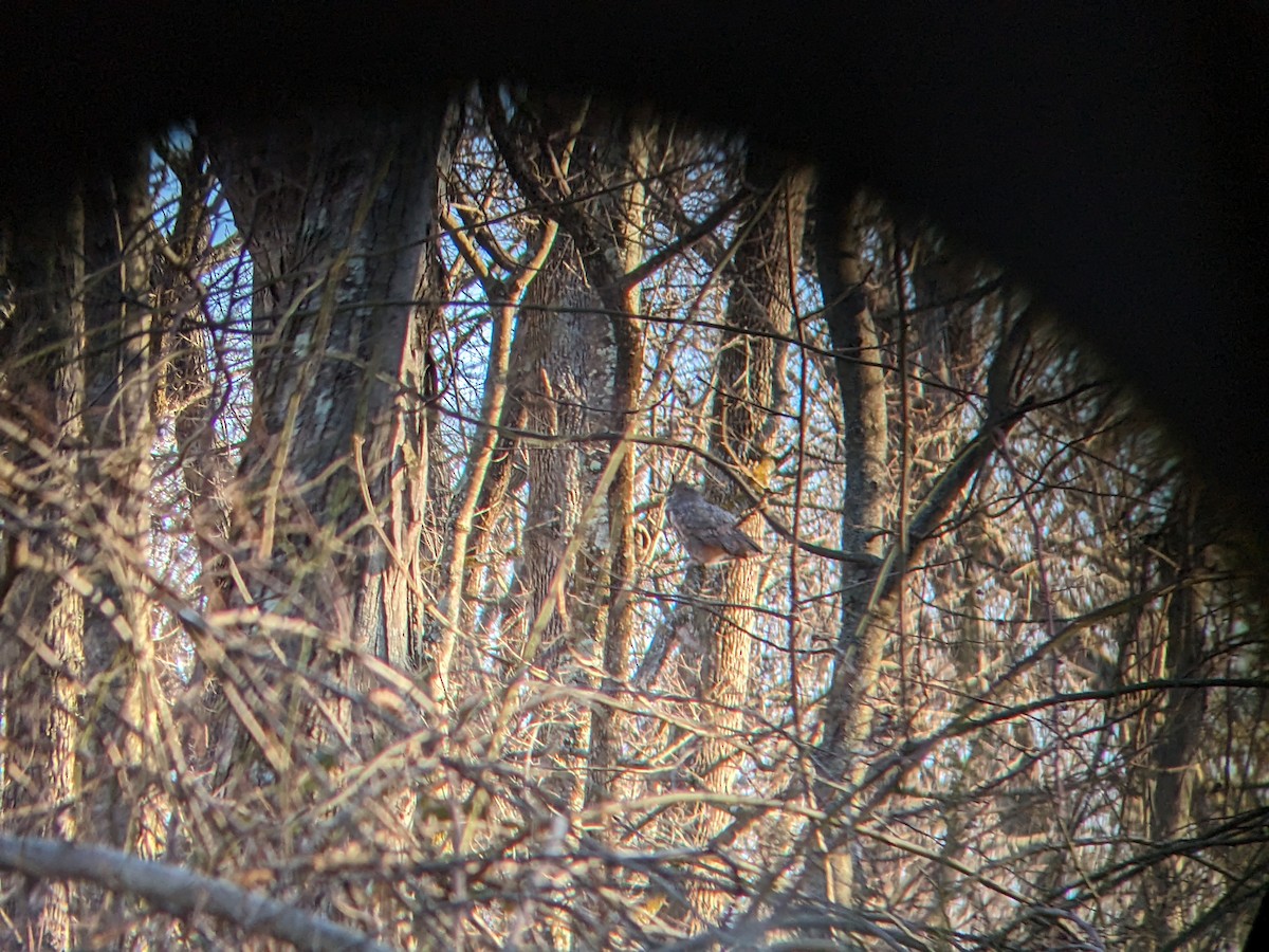 Great Horned Owl - Steven Esrey