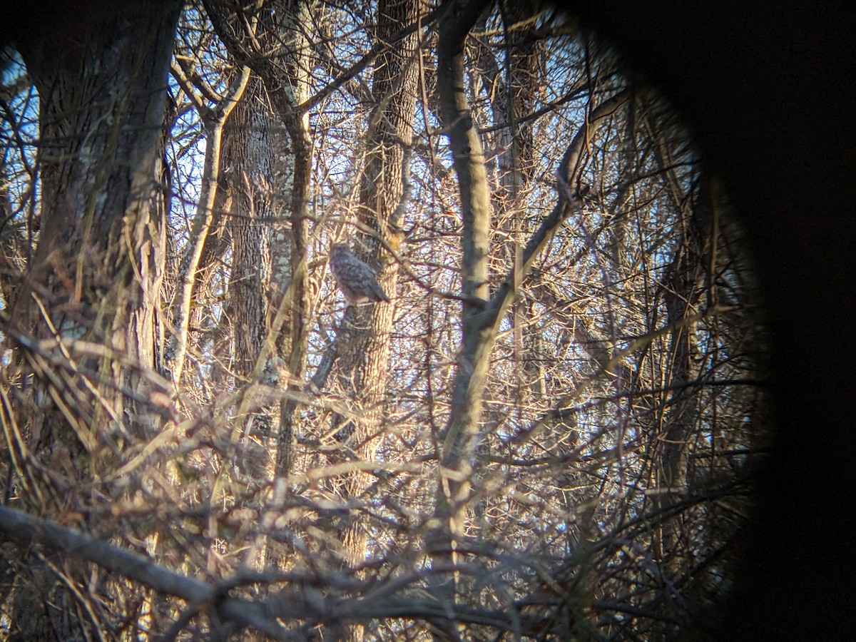 Great Horned Owl - ML614355150