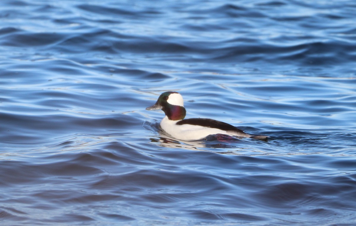 Bufflehead - ML614355154