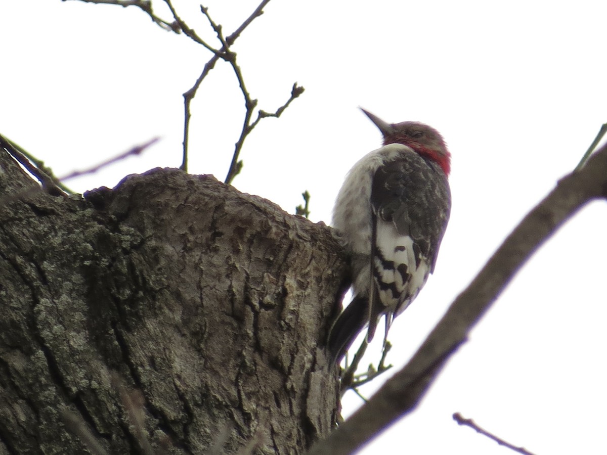Red-headed Woodpecker - ML614355281