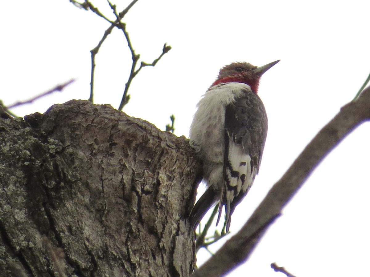Red-headed Woodpecker - ML614355286