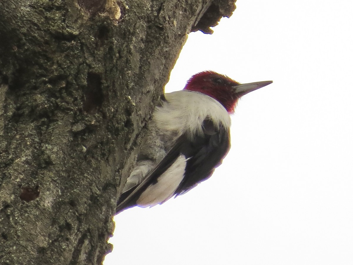 Red-headed Woodpecker - ML614355292