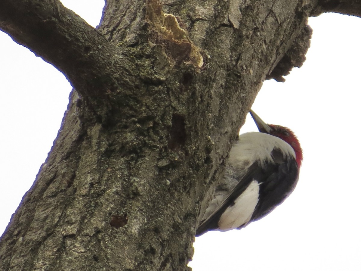 Red-headed Woodpecker - ML614355298