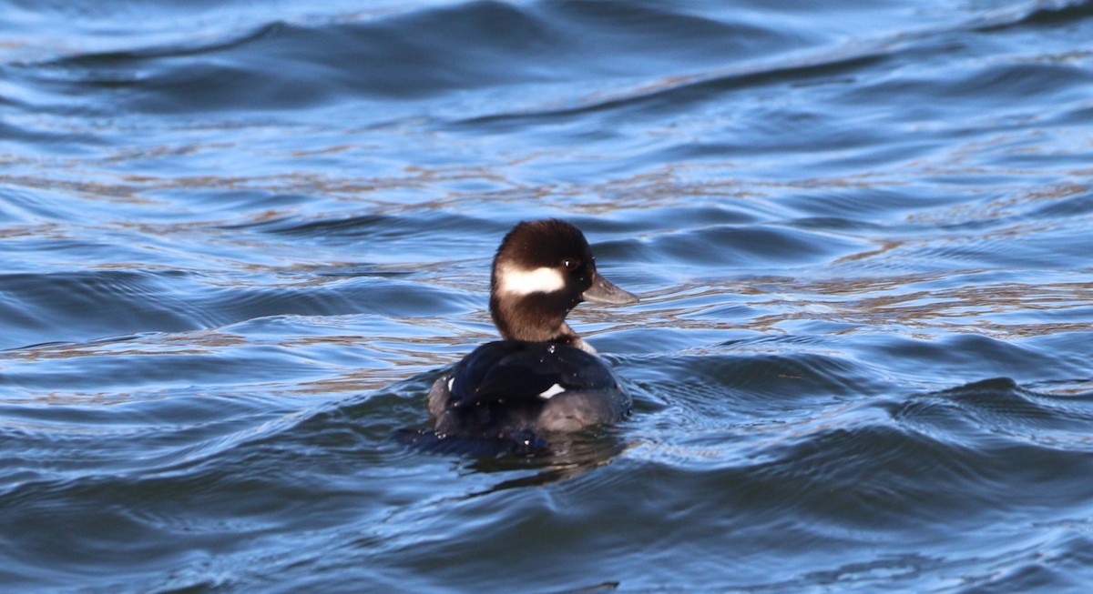 Bufflehead - ML614355302