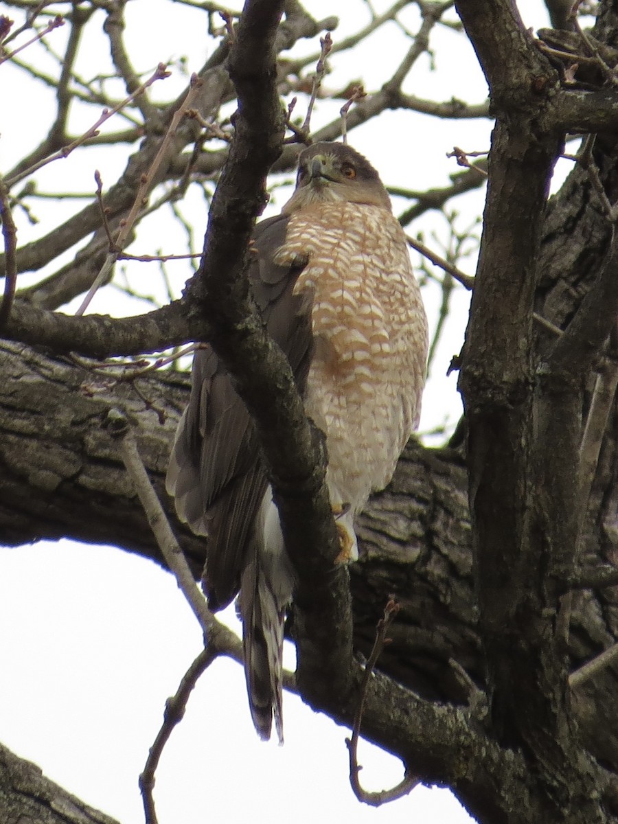 Cooper's Hawk - ML614355303