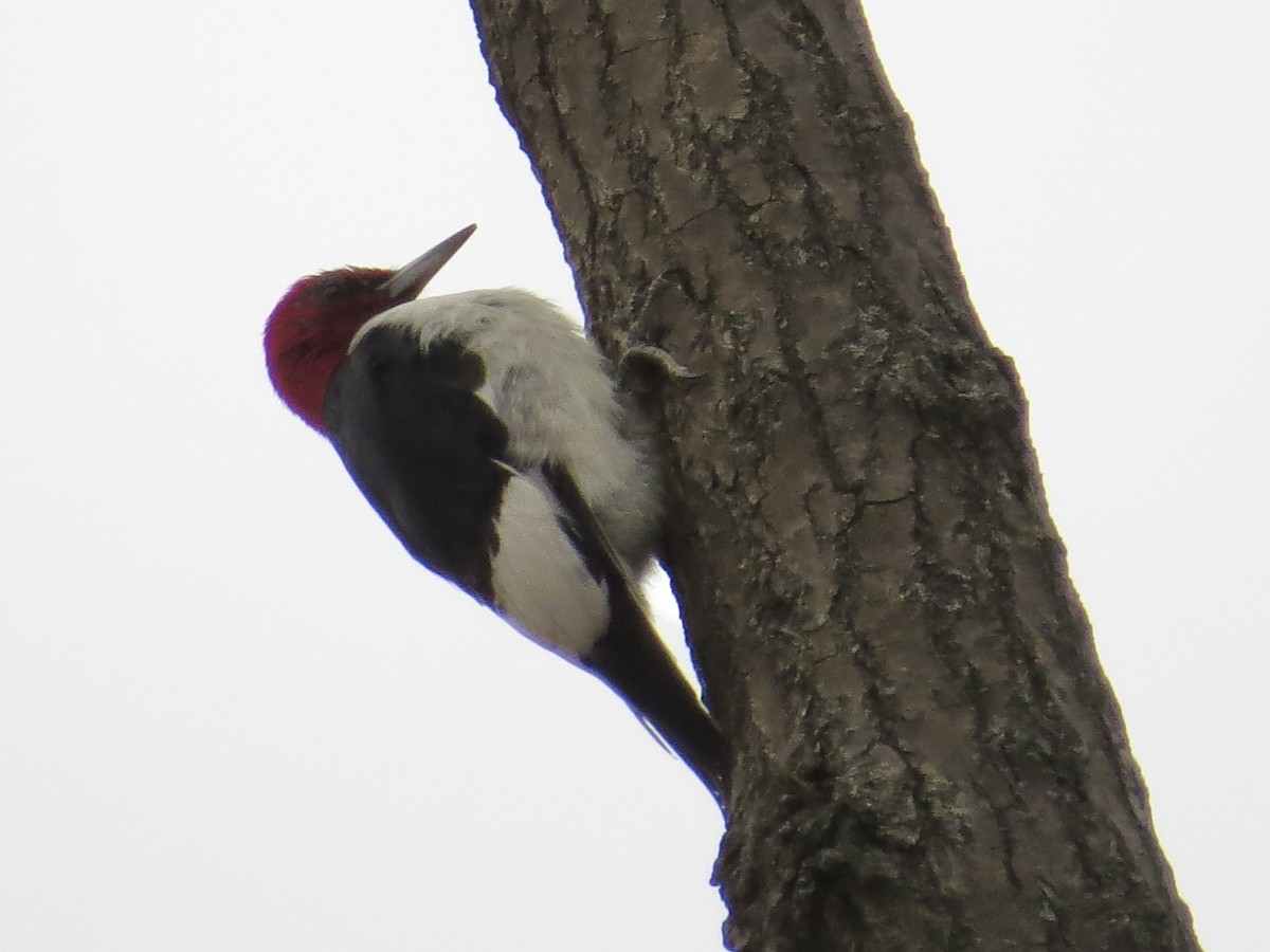 Red-headed Woodpecker - ML614355307