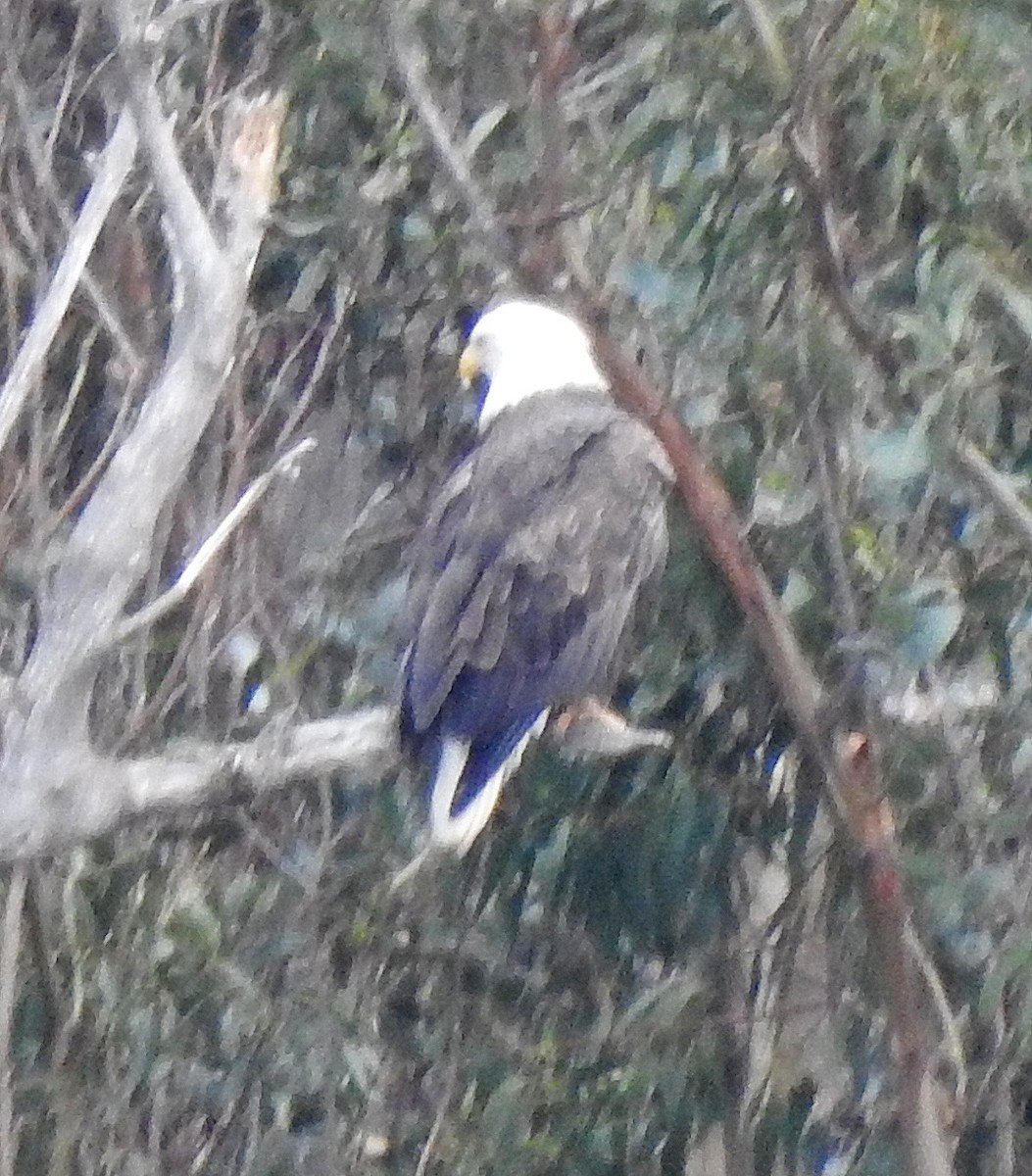 Bald Eagle - ML614355350